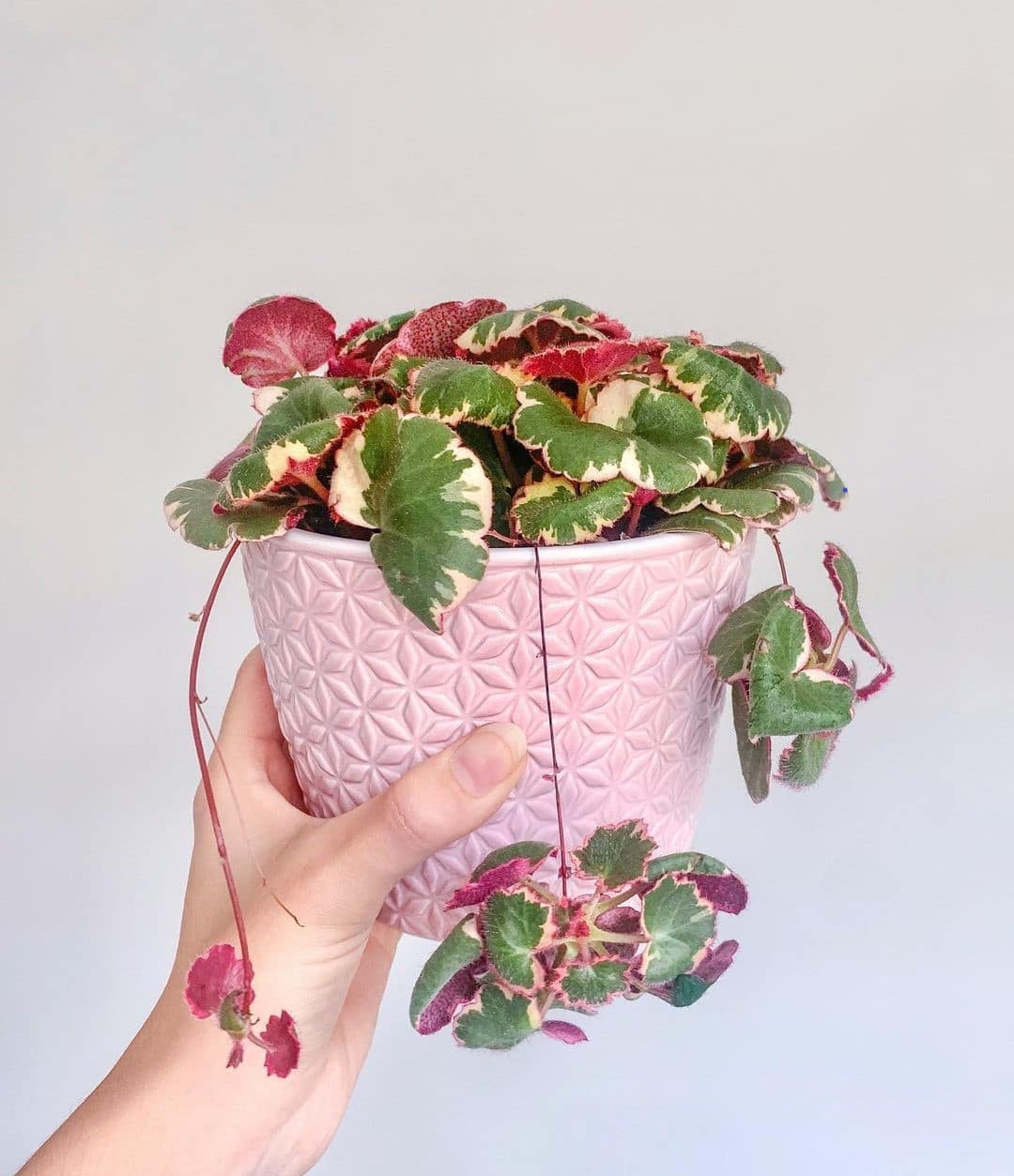Strawberry Begonia Care and Growing Guide Plantcarefully
