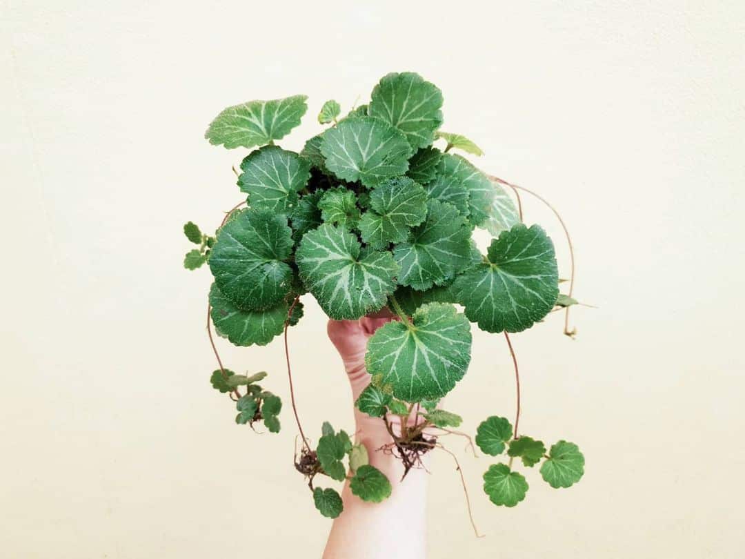 Strawberry Begonia Care and Growing Guide Plantcarefully