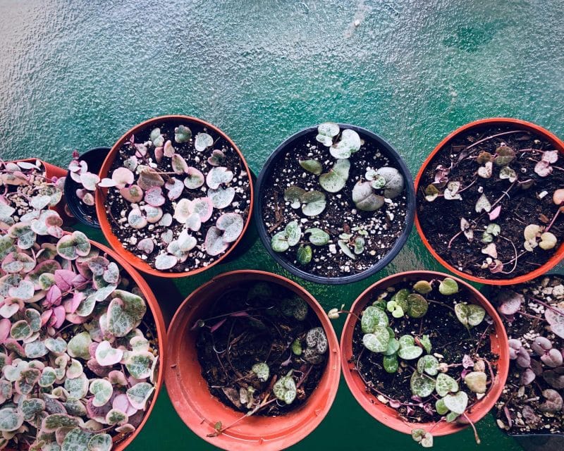 Colorful arrangement of string of hearts that are taken care of and healthy