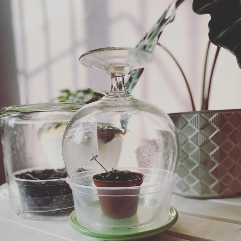 String of hearts being protected as it is propagated in soil