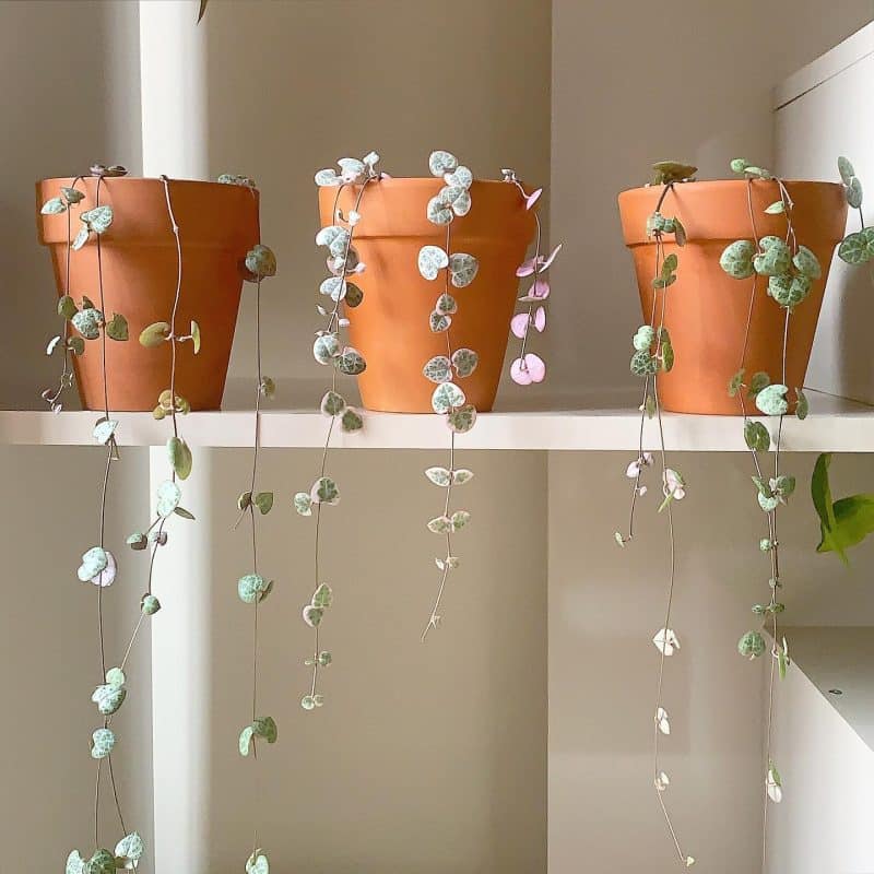 String of hearts both variegated and regular on a shelf