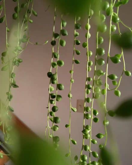 Variegated String of Pearls Plant Care: Water, Light, Nutrients