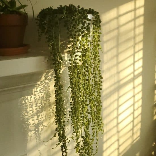 String of Pearls: Plant Care & Growing Tips!