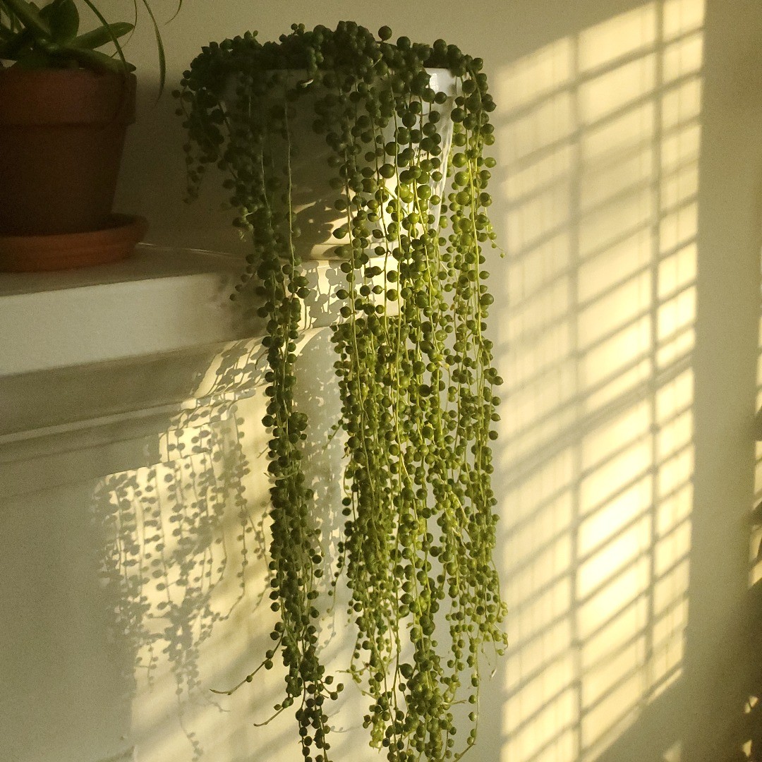 String of Pearls Plant Care & Growing Tips! Plantcarefully