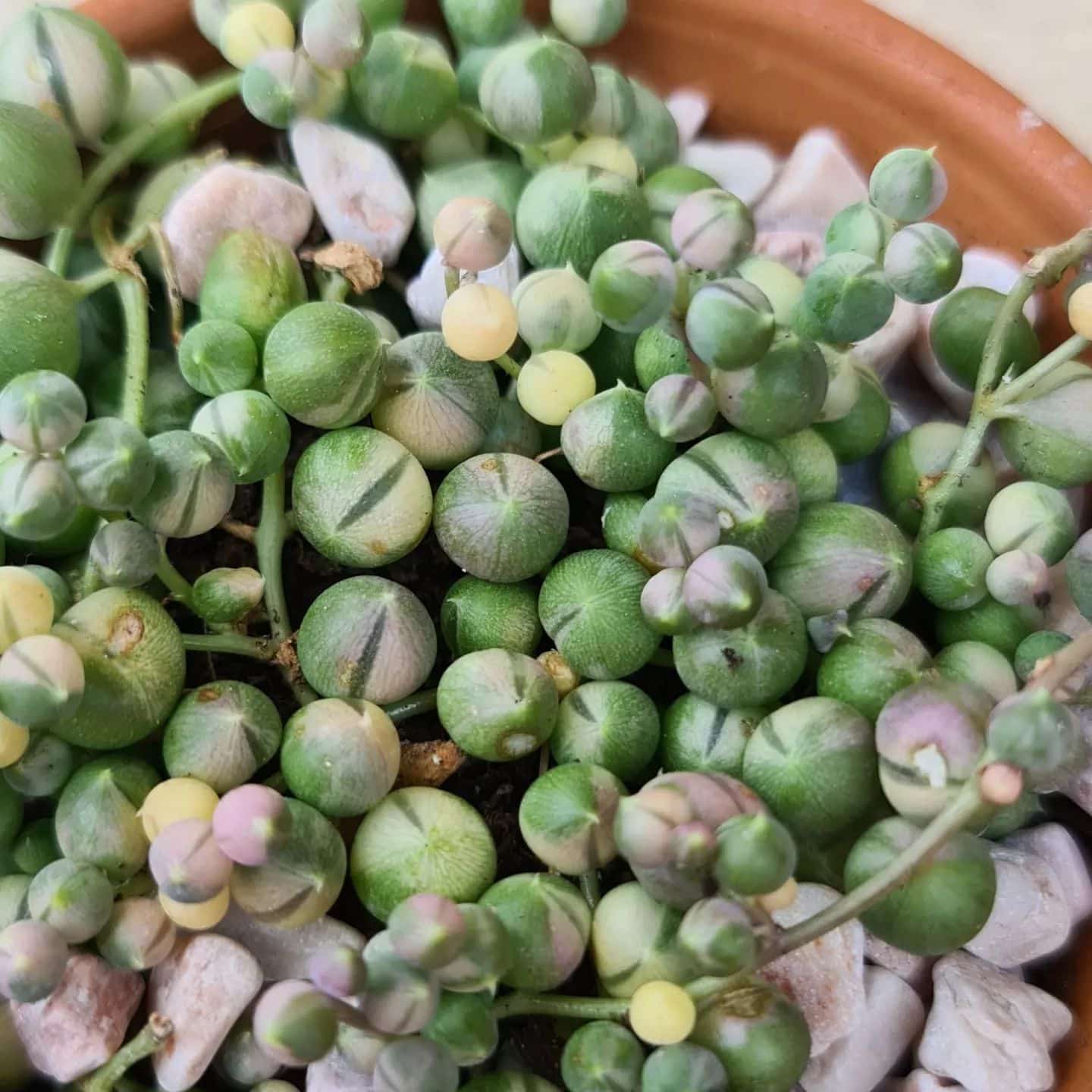 String of Pearls Plant Care & Growing Tips! Plantcarefully