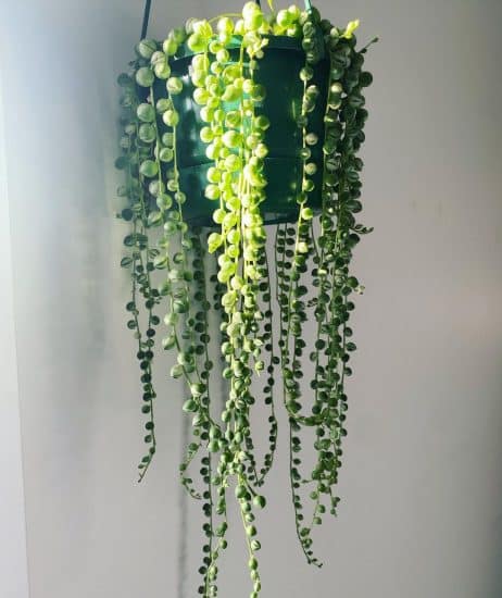 String of Pearls Plant Care - How to Grow & Maintain String of