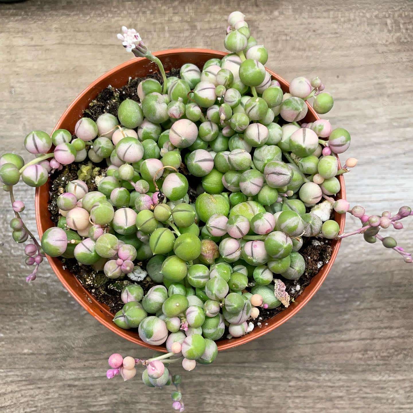 String of Pearls Plant Care & Growing Tips! Plantcarefully