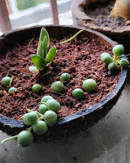 My string of pearls is thinning out. Stays indoor, receives indirect light  all day and we spray her with water 1x a week (little water). Tropical  climate. h a l p : r/IndoorGarden