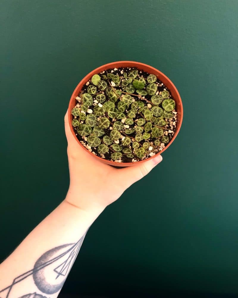 String of turtles plant being held on a green background