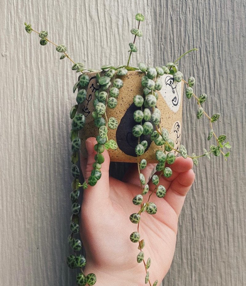 Holding a string of turtles plant in the light