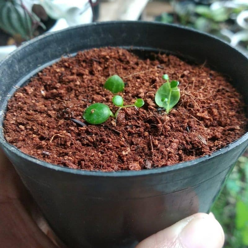 Soil propagation of a string of turtles plant