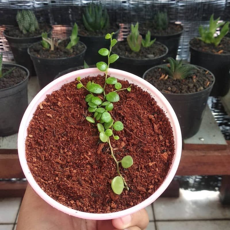 Healthy and growing string of turtles plant in soil