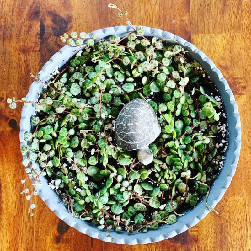 String of turtles plant in a pot that's well cared for