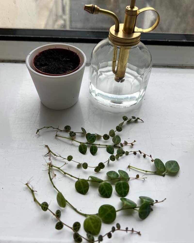 Stem cuttings of a string of turtles plant