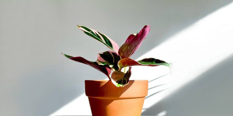 stromanthe-triostar-featured