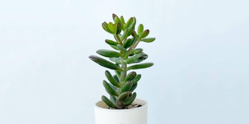 succulent-featured-03