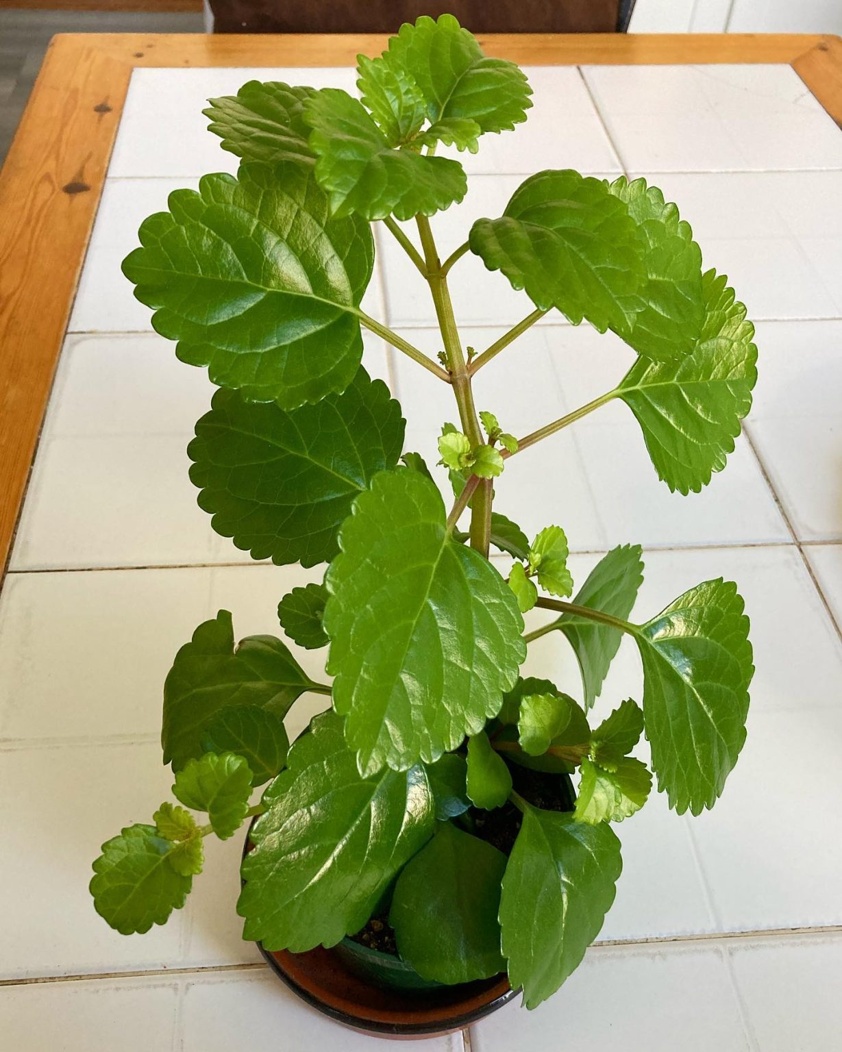 Swedish Ivy Plant Care & Growing Guide! Plantcarefully