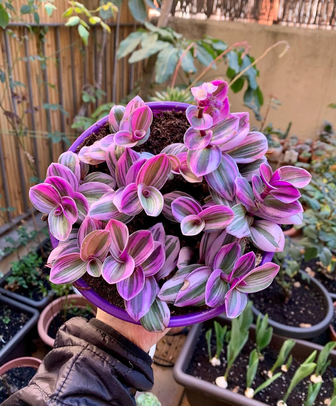 Tradescantia Nanouk Care and Growing Tips Plantcarefully