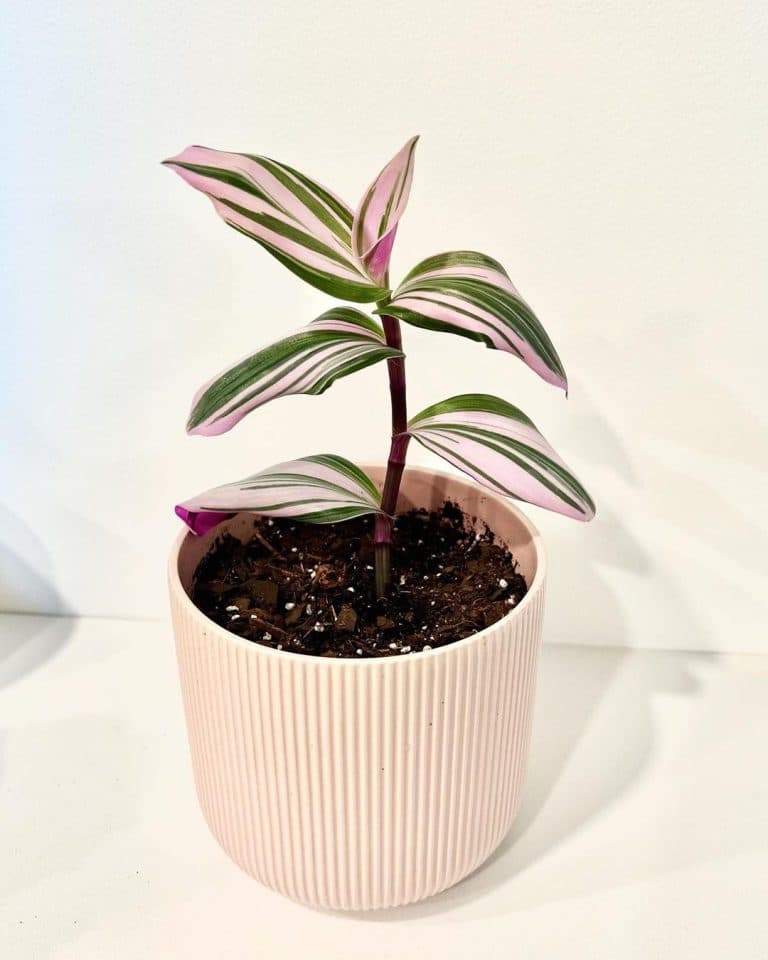 Tradescantia Nanouk Care and Growing Tips Plantcarefully