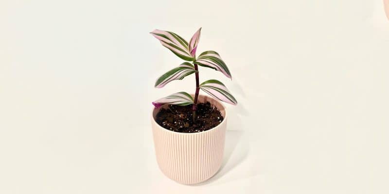 tradescantia-nanouk-featured