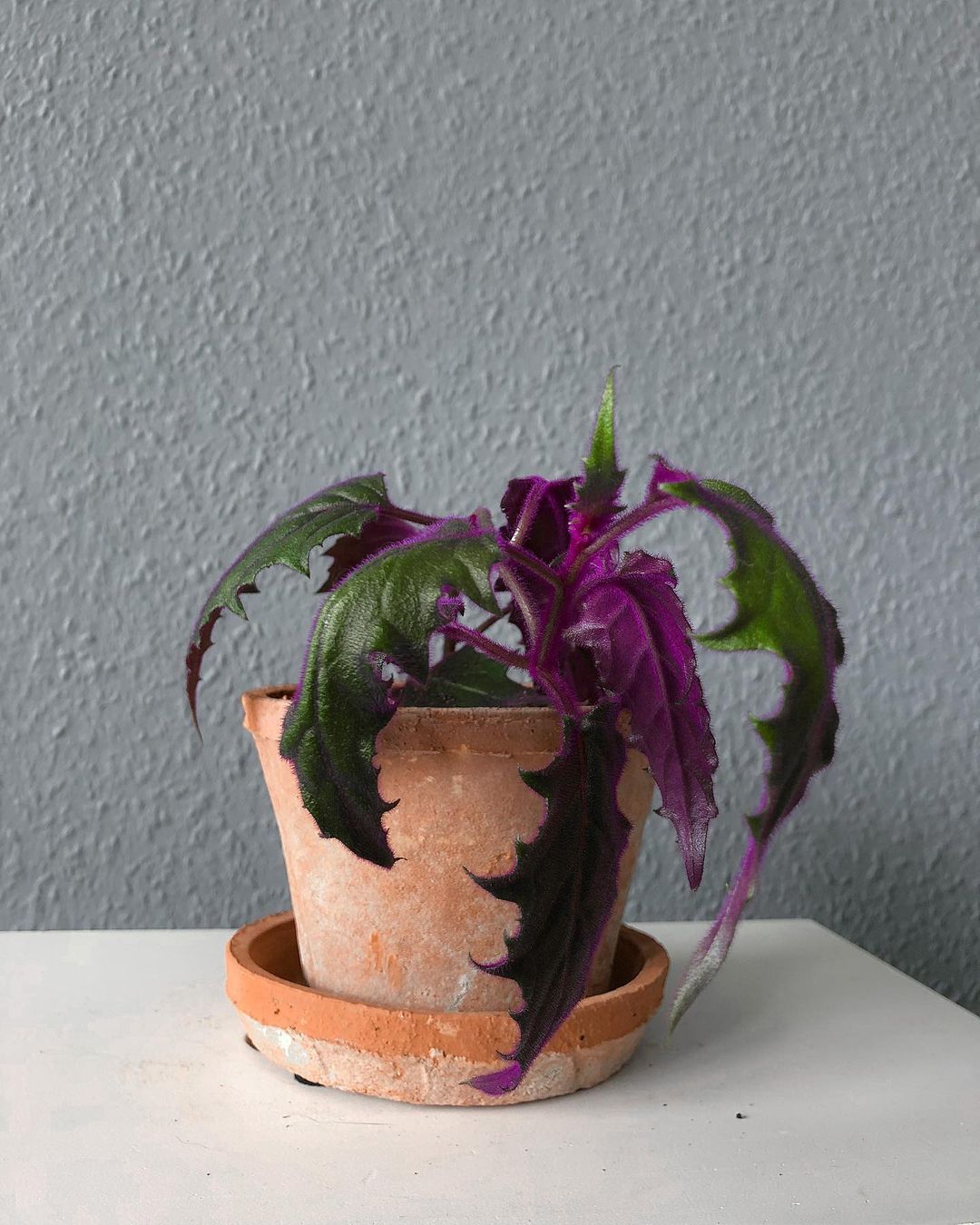 Purple Passion Plant Care and Growing Guide Plantcarefully