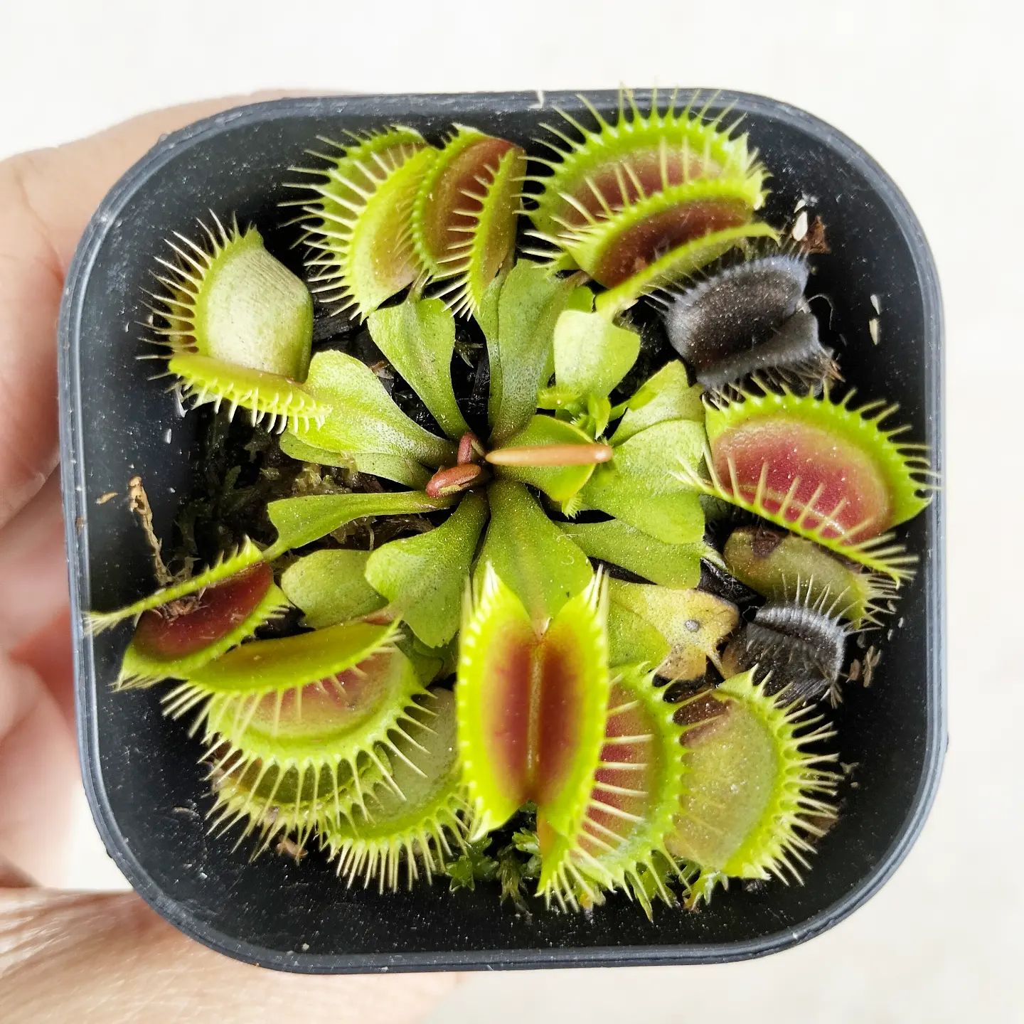 venus-flytrap-care-and-growing-guide-expert-tips-wvflyr