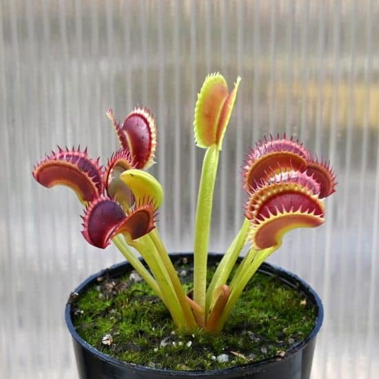 Venus Flytrap Care Tips and Resources - TulsaKids Magazine