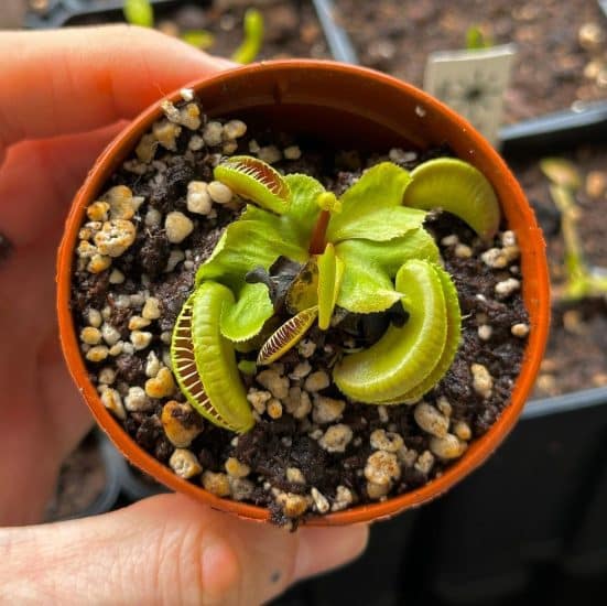 Venus Flytrap Care Tips and Resources - TulsaKids Magazine