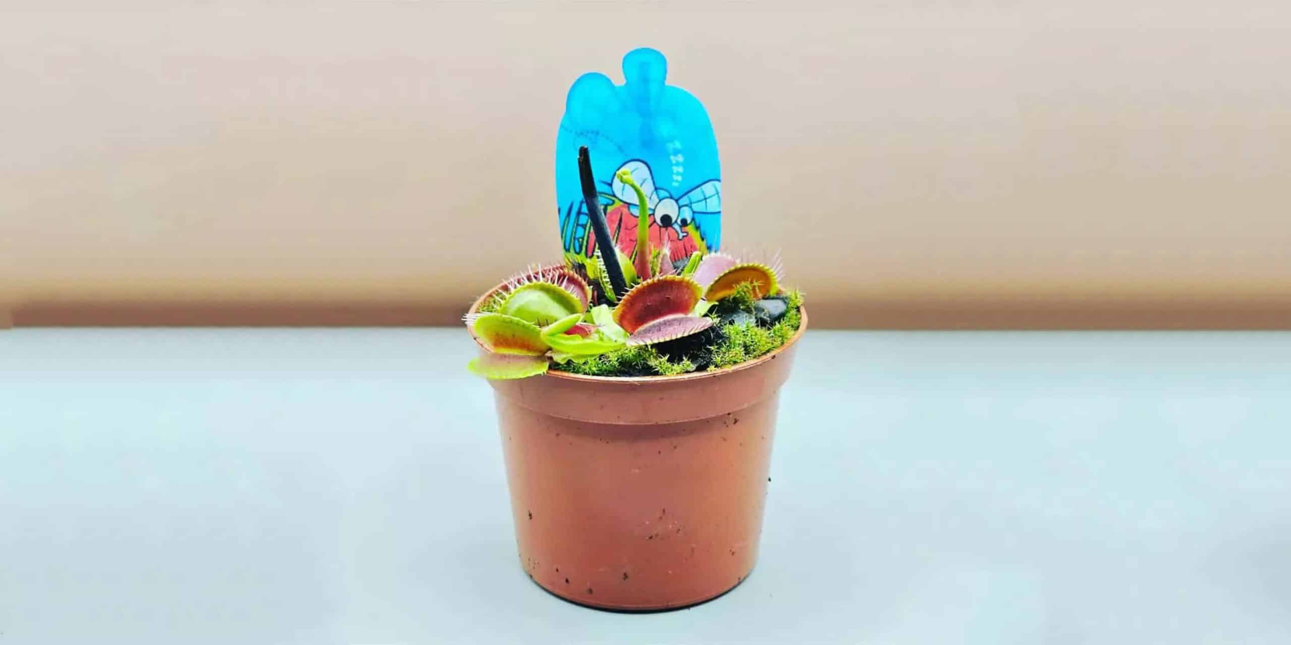 Venus Flytrap Care and Growing Guide Plantcarefully