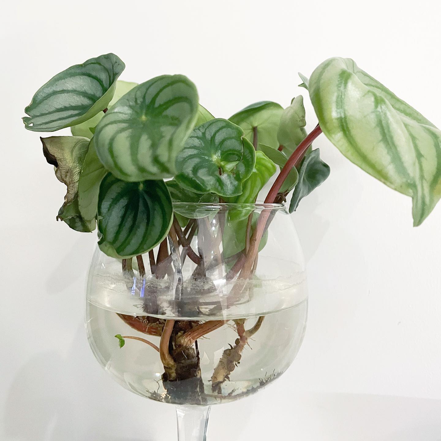 Watermelon Peperomia How to Grow & Propagate Plantcarefully