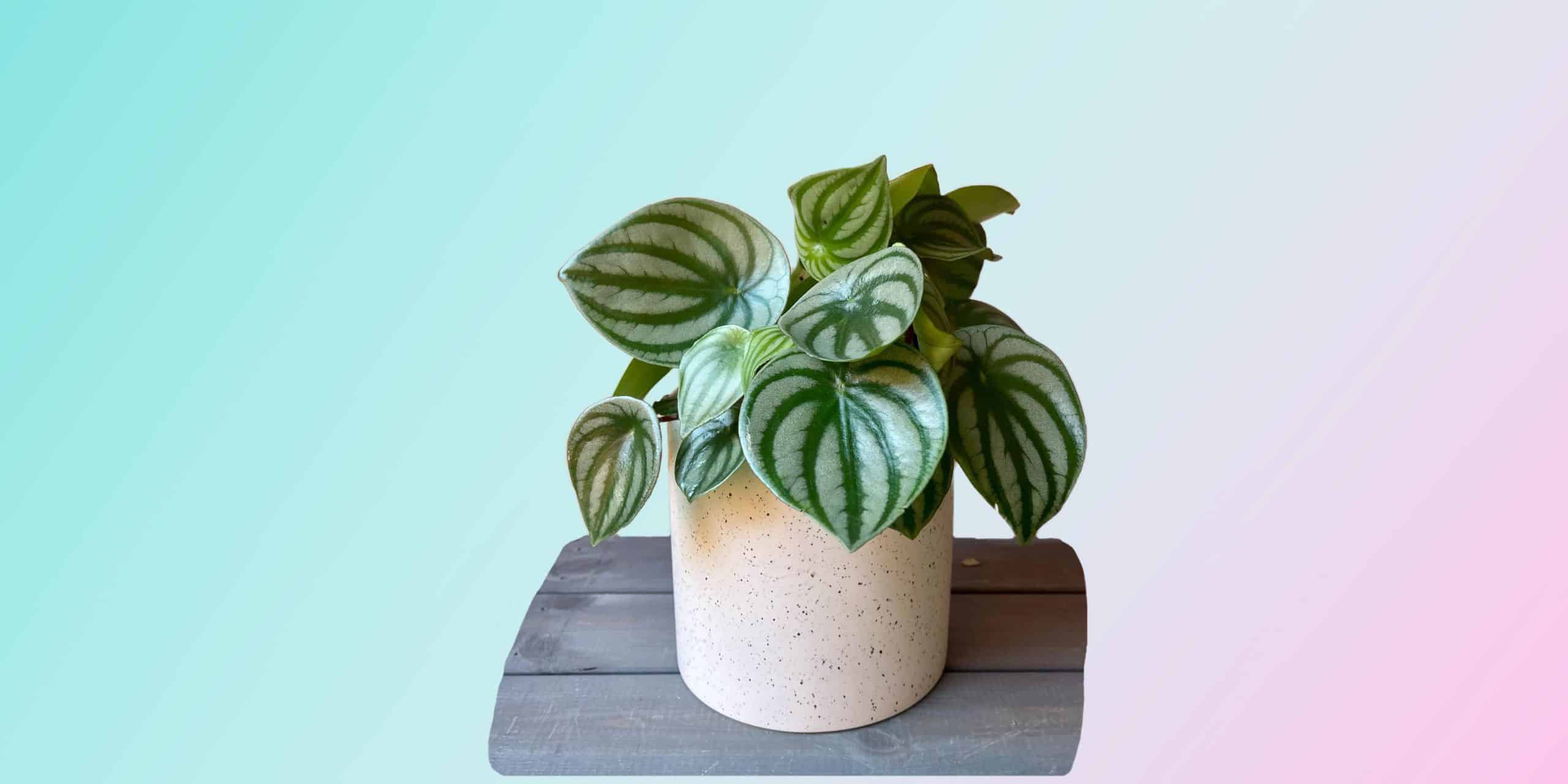 Watermelon Peperomia How to Grow & Propagate Plantcarefully