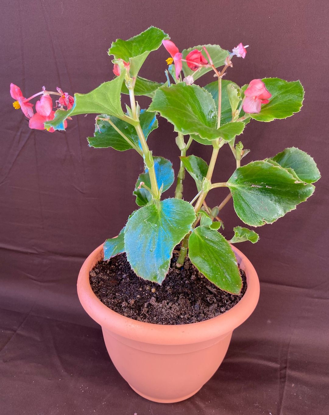 Begonia Care and 11+ Growing Tips! Plantcarefully