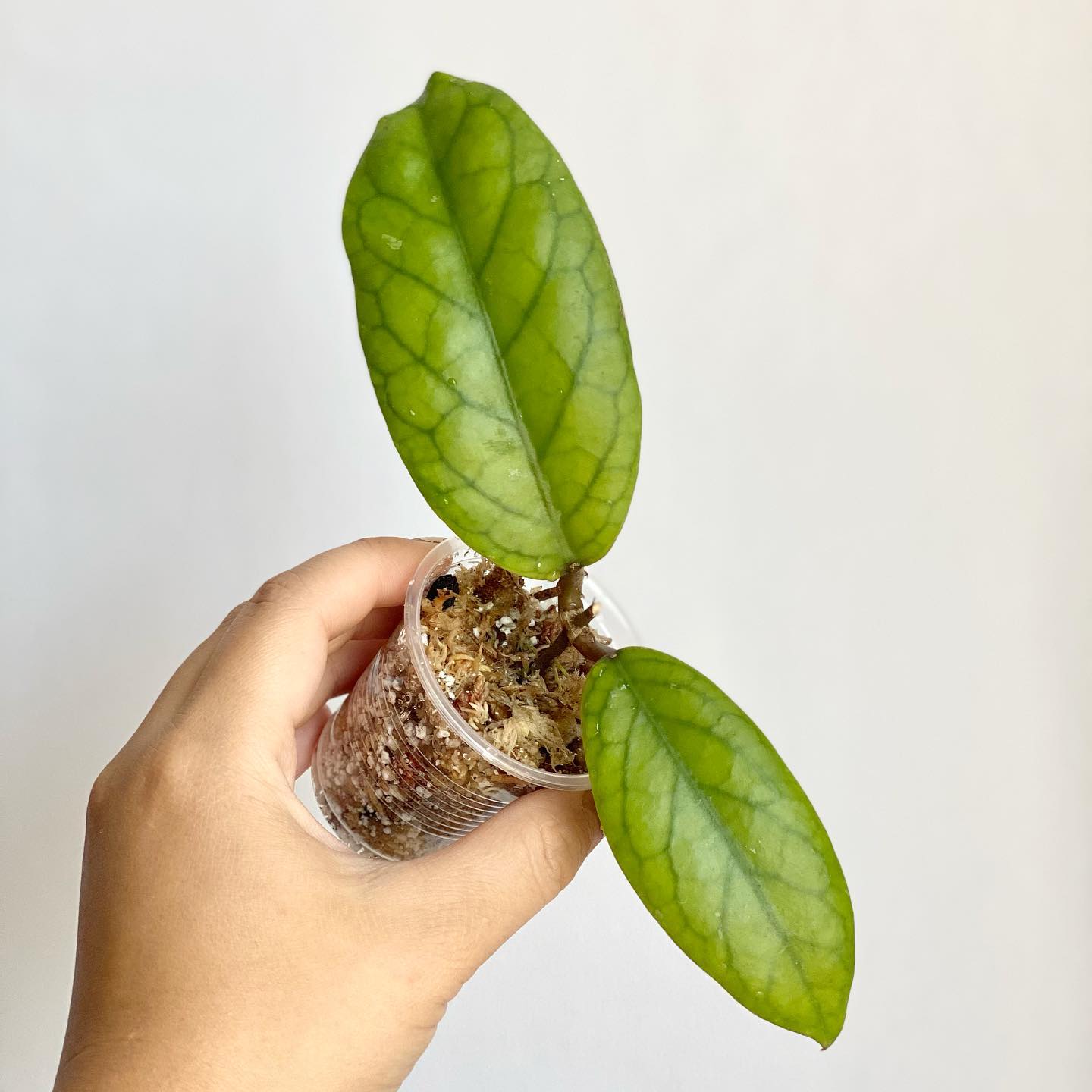 Hoya Carnosa Care Growing Wax Plants Plantcarefully