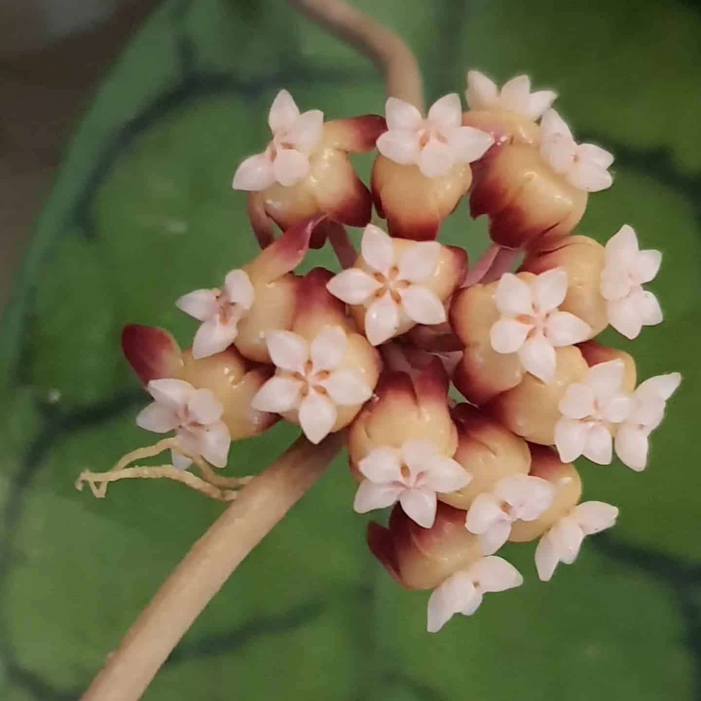 Hoya Carnosa Care Growing Wax Plants Plantcarefully