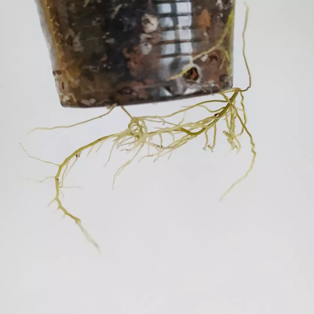 Hoya Carnosa Care Growing Wax Plants Plantcarefully