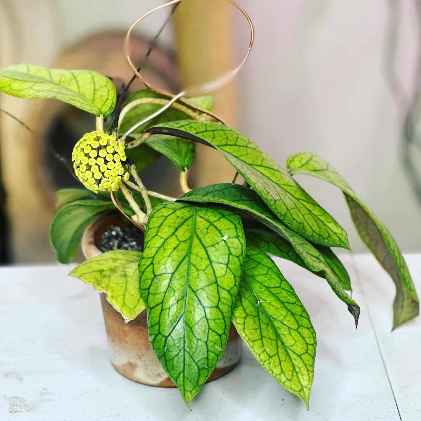 Hoya Carnosa Care Growing Wax Plants Plantcarefully