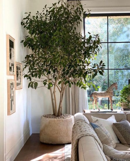 Diligence forkæle kunst Weeping Fig (Ficus Benjamina): Plant Care & How to Grow | Plantcarefully