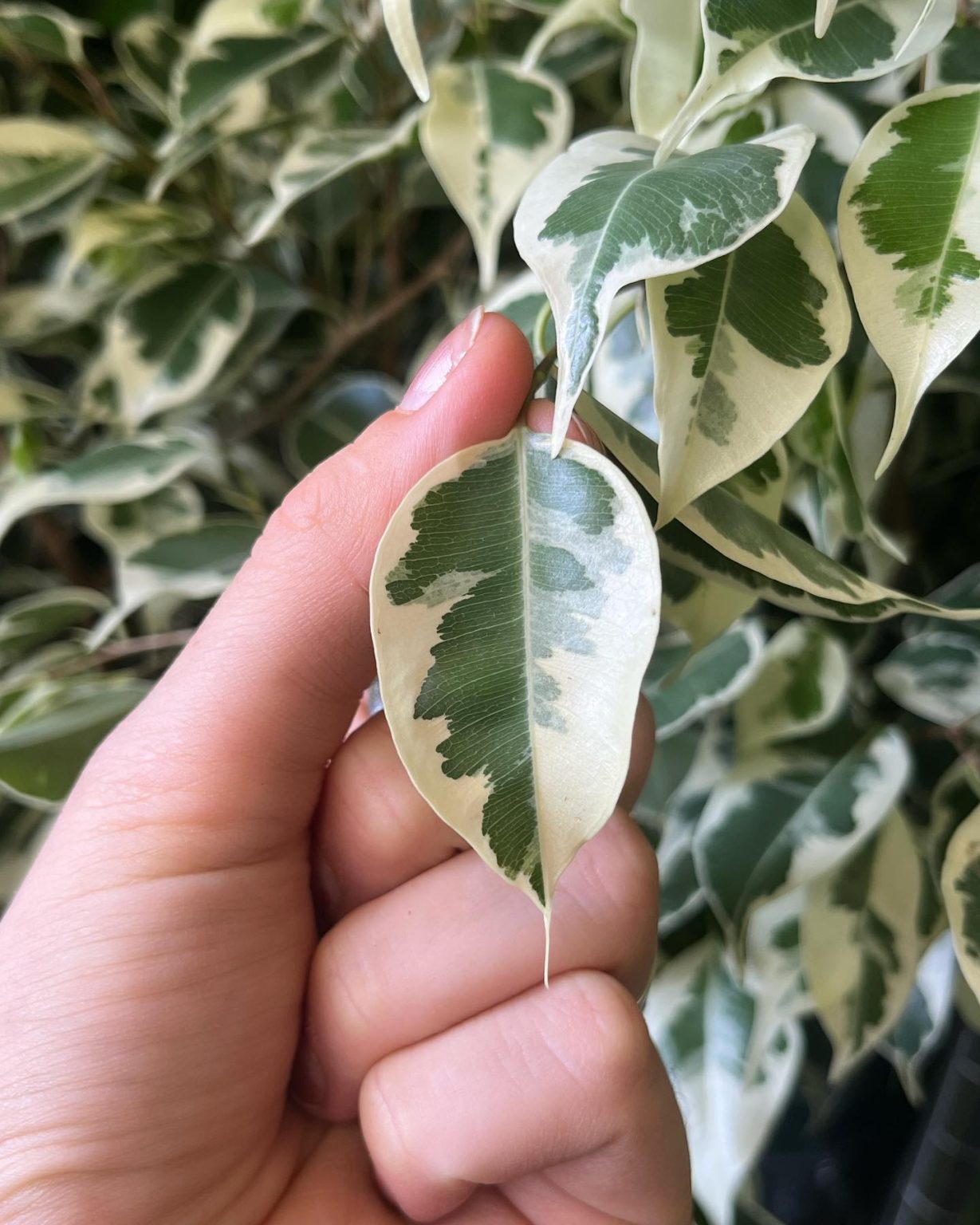 Weeping Fig (Ficus Benjamina) Plant Care & How to Grow Plantcarefully