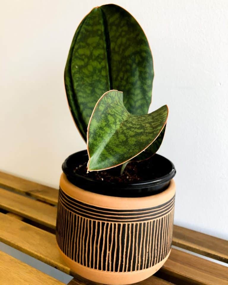 Whale Fin Plant Care and Growing Guide Plantcarefully