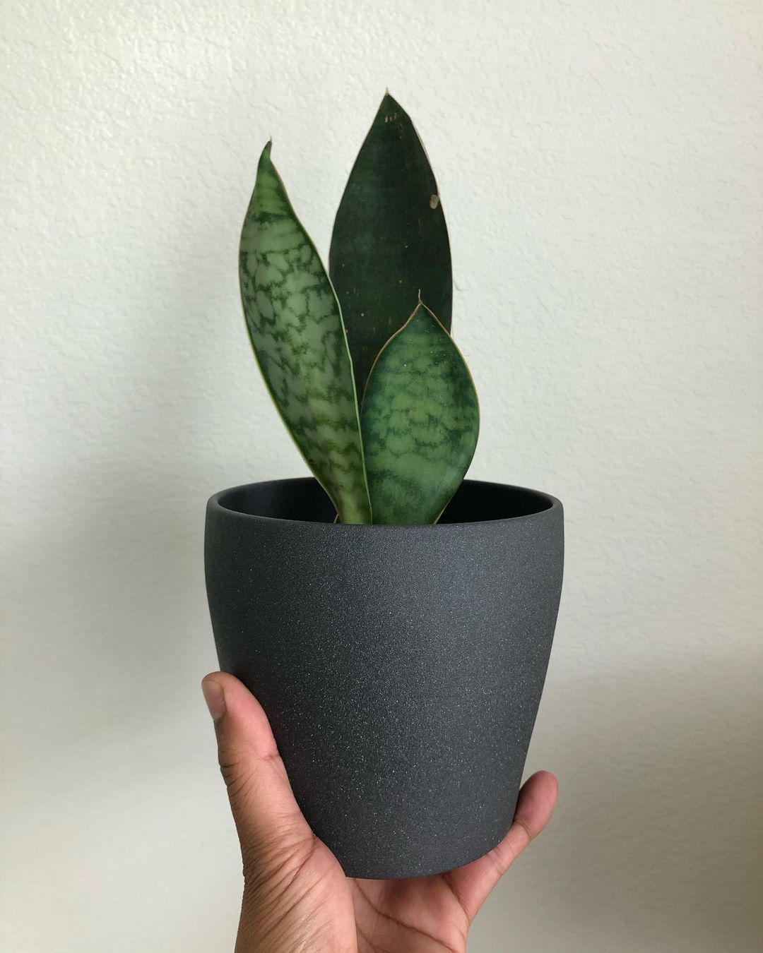 Whale Fin Plant Care and Growing Guide | Plantcarefully