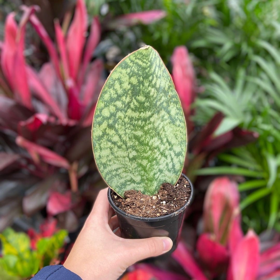 Whale Fin Plant Care and Growing Guide | Plantcarefully