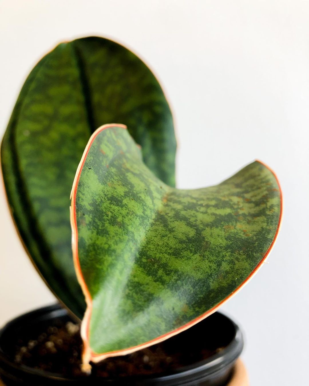 Whale Fin Plant Care and Growing Guide Plantcarefully