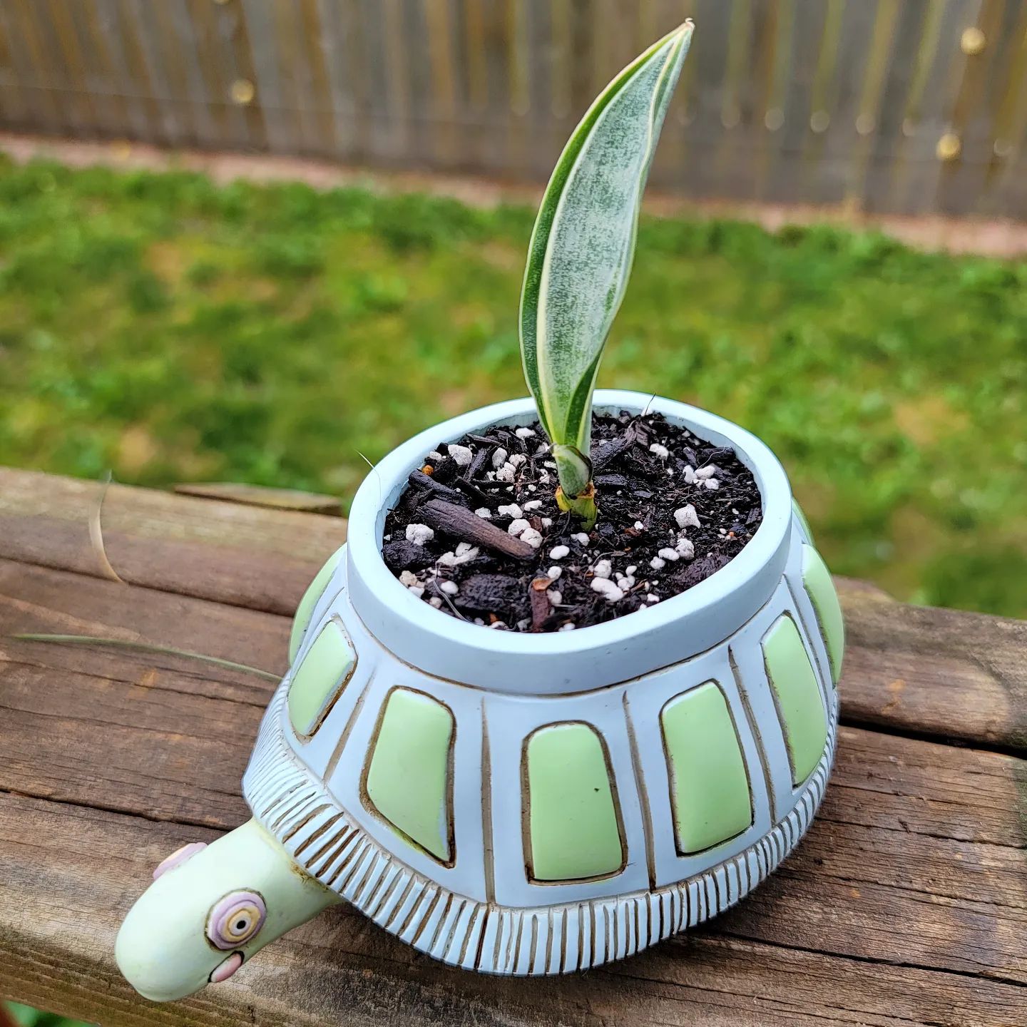 Whale Fin Plant Care and Growing Guide Plantcarefully