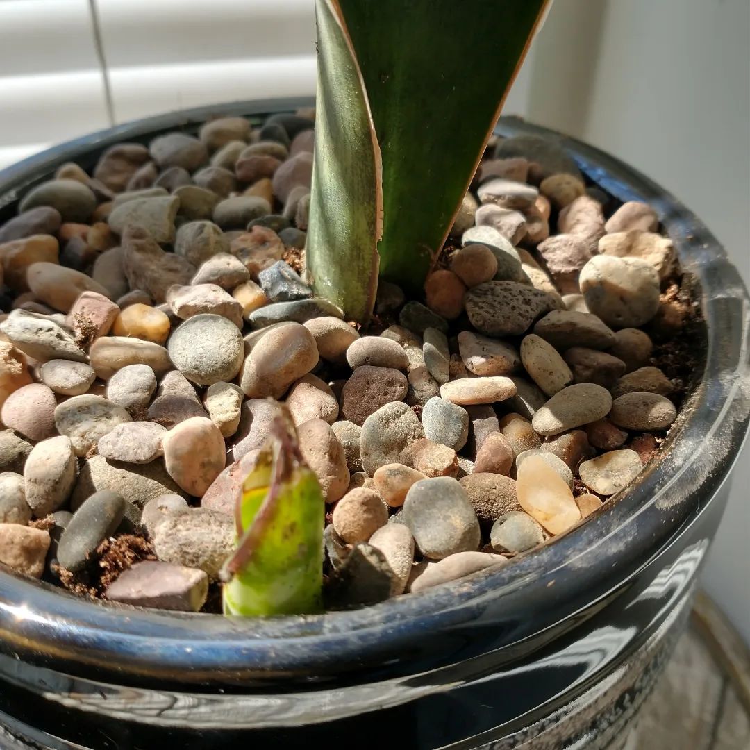 Whale Fin Plant Care and Growing Guide | Plantcarefully