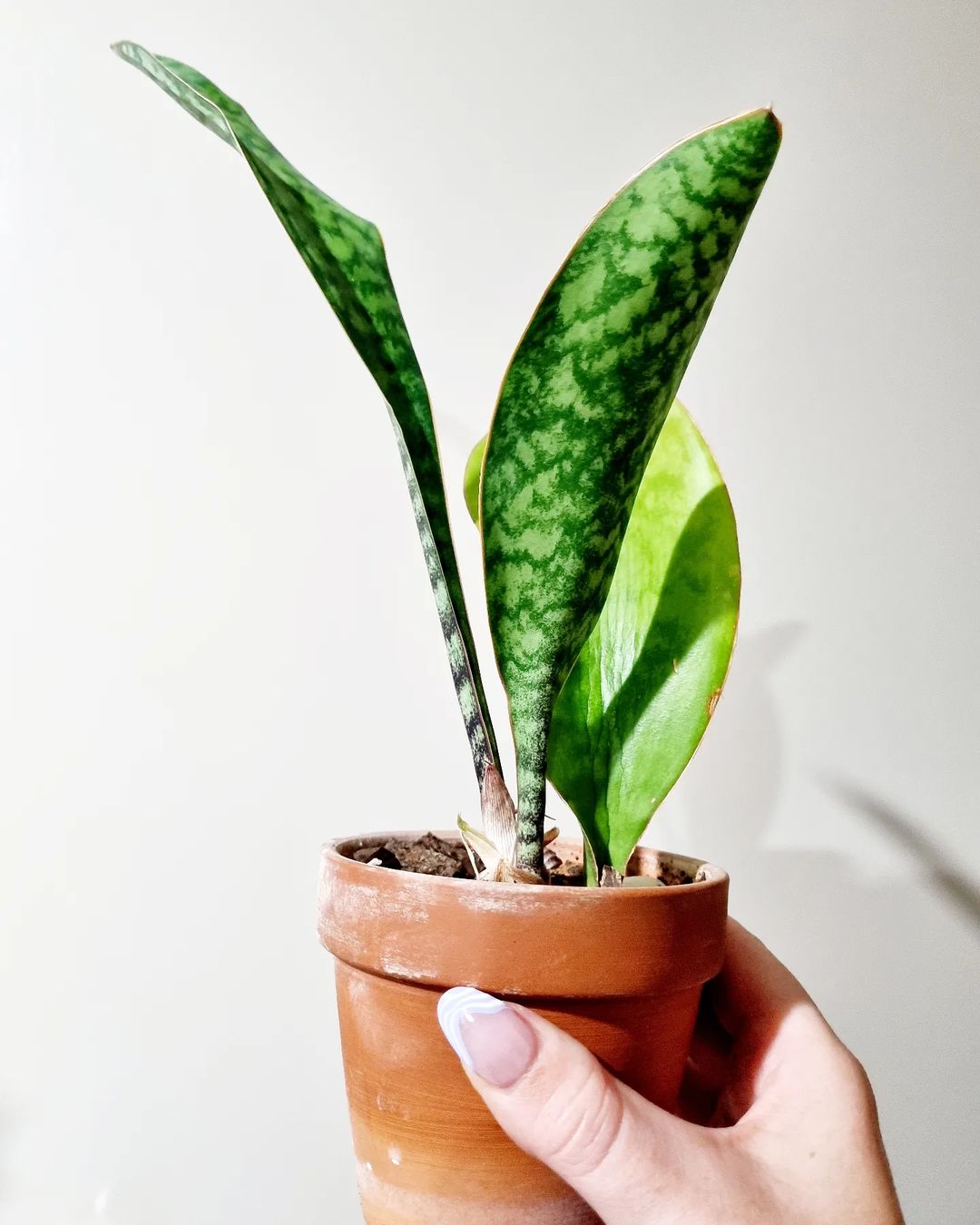 Whale Fin Plant Care and Growing Guide | Plantcarefully