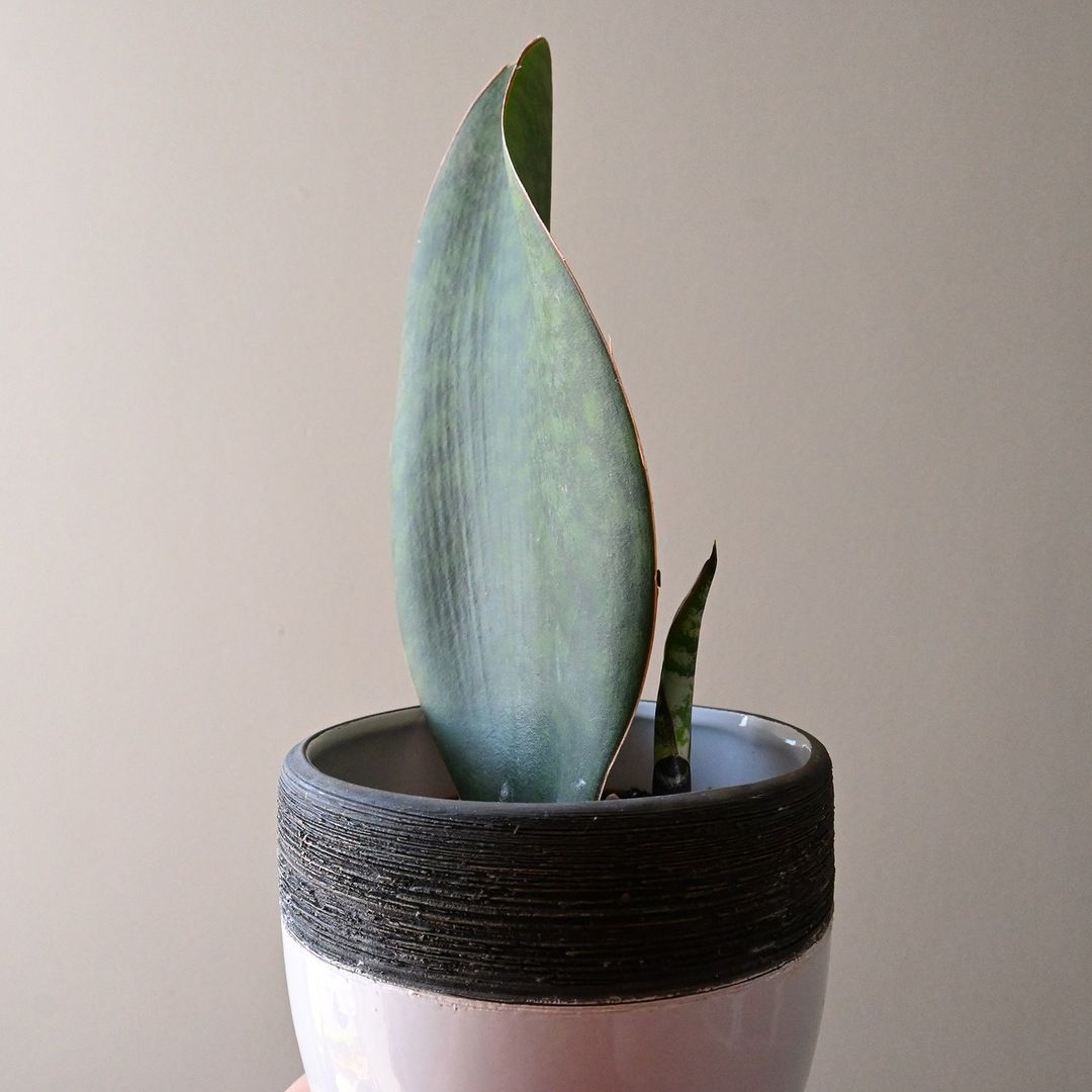 Whale Fin Plant Care and Growing Guide Plantcarefully