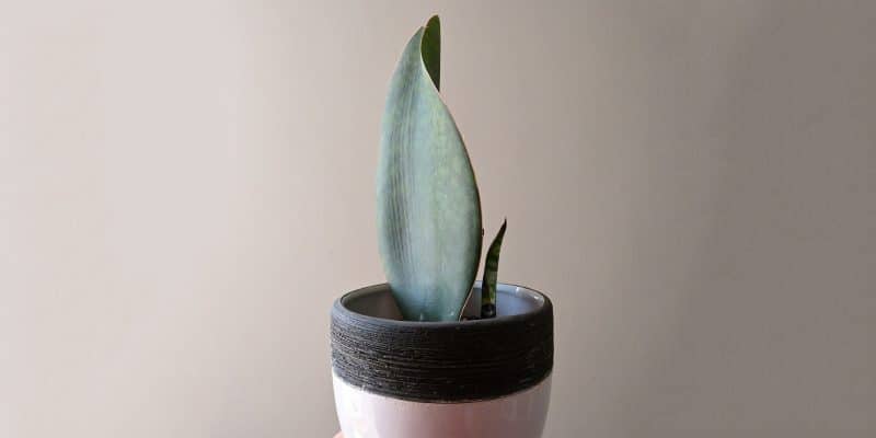 whale-fin-plant-featured-14