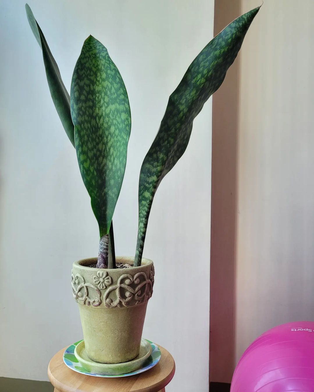 Whale Fin Plant Care and Growing Guide | Plantcarefully
