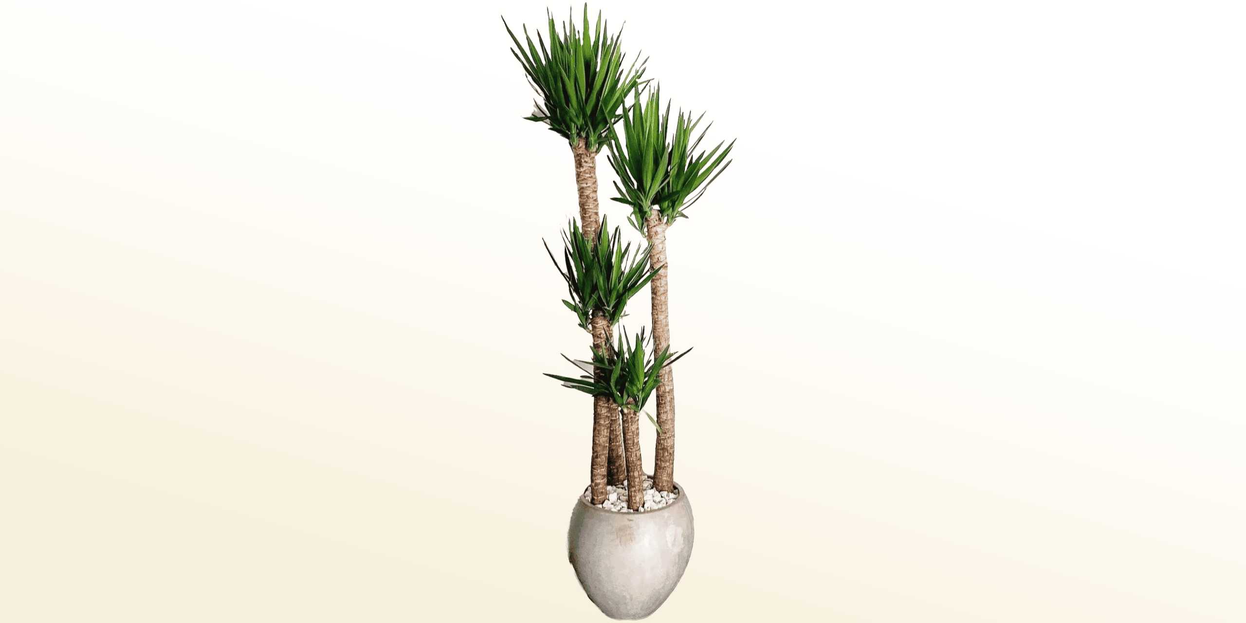 Yucca cane plant cats
