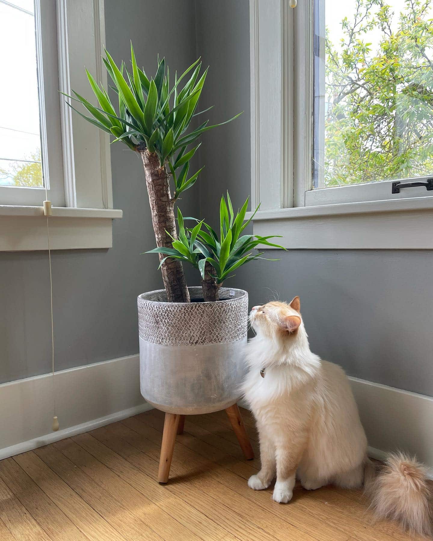 Yucca Cane Plant Care & Propagation Plantcarefully